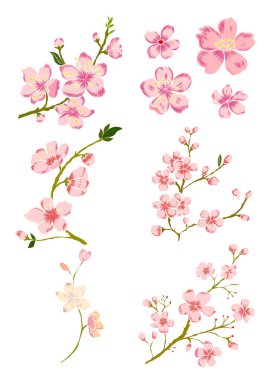 Serbest el Sakura çiçek vektörü seti, Güzel çizgi sanatı Şeftali çiçekleri beyaz arkaplanda izole edildi. Kiraz çiçeği illüstrasyon seti. Kartları birleştirmek ya da arkaplanda yazdırmak için unsur..
