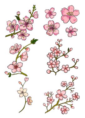 Serbest el Sakura çiçek vektörü seti, Güzel çizgi sanatı Şeftali çiçekleri beyaz arkaplanda izole edildi. Kiraz çiçeği illüstrasyon seti. Kartları birleştirmek ya da arkaplanda yazdırmak için unsur..