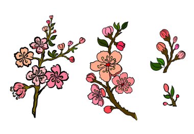 Beyaz üzerine kiraz ağacı dalı. Vektör illüstrasyonu Sakura Çiçeği, Güzel Şeftali Çiçeği izole vektörü. Japon çiçekleri..