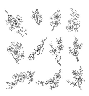 Şeftali çiçeği ve kiraz çiçeği seti. Sakura vektör seti. Karantina ve altın çiçek., 