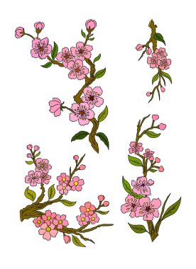 Şeftali çiçeği ve kiraz çiçeği seti. Sakura vektör seti. Karantina ve altın çiçek., 