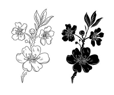 Serbest el Sakura çiçek vektörü seti, Güzel çizgi sanatı Şeftali çiçekleri beyaz arkaplanda izole edildi. Kiraz çiçeği illüstrasyon seti. Kartları birleştirmek ya da arkaplanda yazdırmak için unsur.. 