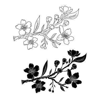 Serbest el Sakura çiçek vektörü seti, Güzel çizgi sanatı Şeftali çiçekleri beyaz arkaplanda izole edildi. Kiraz çiçeği illüstrasyon seti. Kartları birleştirmek ya da arkaplanda yazdırmak için unsur.. 