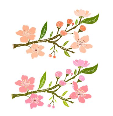 Serbest el Sakura çiçek vektörü seti, Güzel çizgi sanatı Şeftali çiçekleri beyaz arkaplanda izole edildi. Kiraz çiçeği illüstrasyon seti. Kartları birleştirmek ya da arkaplanda yazdırmak için unsur.. 