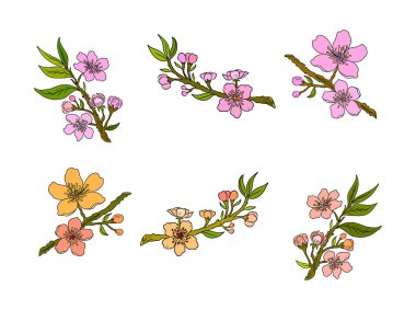 Serbest el Sakura çiçek vektörü seti, Güzel çizgi sanatı Şeftali çiçekleri beyaz arkaplanda izole edildi. Kiraz çiçeği illüstrasyon seti. Kartları birleştirmek ya da arkaplanda yazdırmak için unsur.. 