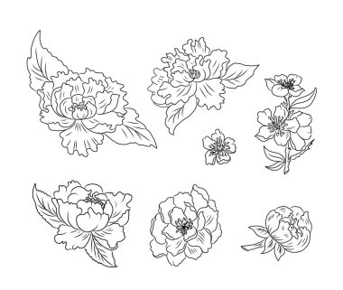 Set of flower vector for painting on background.Peony for printing on curtain.Traditional  Asian floral illustration for embroidery style.Rose flower.Beautiful line art for summer.