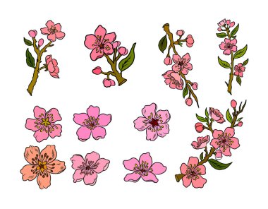 Beyaz üzerine kiraz ağacı dalı. Vektör illüstrasyonu Sakura Çiçeği, Güzel Şeftali Çiçeği izole vektörü. Japon çiçekleri..