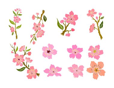 Beyaz üzerine kiraz ağacı dalı. Vektör illüstrasyonu Sakura Çiçeği, Güzel Şeftali Çiçeği izole vektörü. Japon çiçekleri..