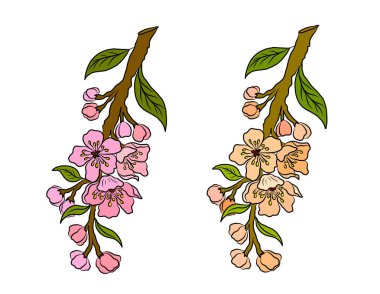 Beyaz üzerine kiraz ağacı dalı. Vektör illüstrasyonu Sakura Çiçeği, Güzel Şeftali Çiçeği izole vektörü. Japon çiçekleri..