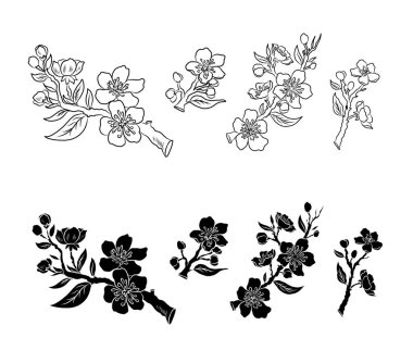 Beyaz üzerine kiraz ağacı dalı. Vektör illüstrasyonu Sakura Çiçeği, Güzel Şeftali Çiçeği izole vektörü. Japon çiçekleri..