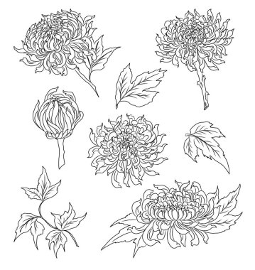 Arka planda basım için kasımpatı içeren renkli bir çiçek. Dövme tasarımı için kasımpatı çiçeği vektörü. Japon çiçek çizimleri için beyaz izole arkaplanda karalama sanatı..