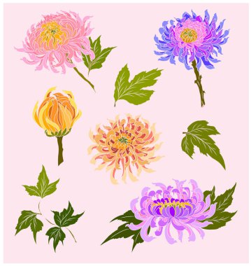 colorful flower with chrysanthemum for printing on background. Chrysanthemum flower vector for tattoo design.Japanese floral illustration for doodle art on white isolated background.