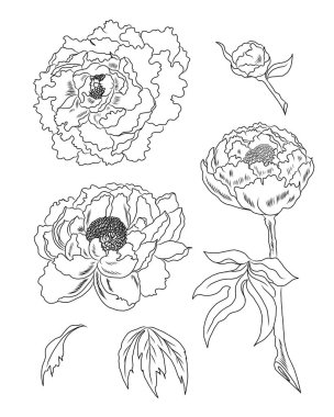 Beyaz arkaplanda dövme tasarımı için şakayık çiçek vektörü. Karalama boyama kitabı için güzel bir çizgi..