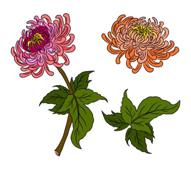 colorful flower with chrysanthemum for printing on background. Chrysanthemum flower vector for tattoo design.Japanese floral illustration for doodle art on white isolated background.