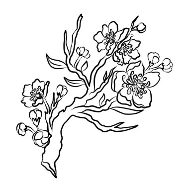 Sakura çiçek vektörünün çiçek dalına sahip doğa arkaplanı. Arka planda izole edilmiş. Beyaz kiraz çiçeği dalı..