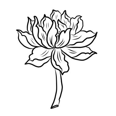 El çizimi, Lotus seti, el çizimi nilüfer çiçeği izole vektör seti. Güzel pembe nilüfer çiçeği seti. Resim sanatındaki elementler için geleneksel Japon Buda çiçeği..