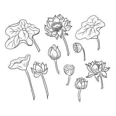 El çizimi, Lotus seti, el çizimi nilüfer çiçeği izole vektör seti. Güzel pembe nilüfer çiçeği seti. Resim sanatındaki elementler için geleneksel Japon Buda çiçeği..
