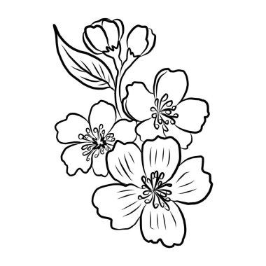 Serbest el Sakura çiçek vektörü seti, Güzel çizgi sanatı Şeftali çiçekleri beyaz arkaplanda izole edildi. Kiraz çiçeği illüstrasyon seti. Kartları birleştirmek ya da arkaplanda yazdırmak için unsur.. 