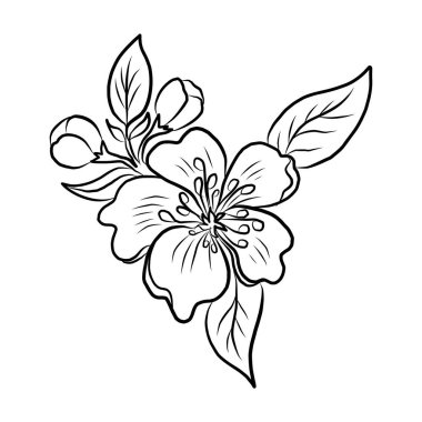 Serbest el Sakura çiçek vektörü seti, Güzel çizgi sanatı Şeftali çiçekleri beyaz arkaplanda izole edildi. Kiraz çiçeği illüstrasyon seti. Kartları birleştirmek ya da arkaplanda yazdırmak için unsur.. 