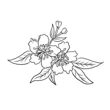 Serbest el Sakura çiçek vektörü seti, Güzel çizgi sanatı Şeftali çiçekleri beyaz arkaplanda izole edildi. Kiraz çiçeği illüstrasyon seti. Kartları birleştirmek ya da arkaplanda yazdırmak için unsur.. 