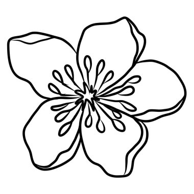 Beyaz kiraz çiçeği dalı. Vektör illüstrasyonu Sakura Çiçeği, Güzel Şeftali çiçeği izole vektörü. Japon çiçeği. Güzel bir arka plan için elementler..