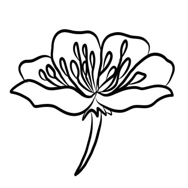 Beyaz kiraz çiçeği dalı. Vektör illüstrasyonu Sakura Çiçeği, Güzel Şeftali çiçeği izole vektörü. Japon çiçeği. Güzel bir arka plan için elementler..