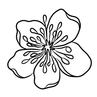 Beyaz kiraz çiçeği dalı. Vektör illüstrasyonu Sakura Çiçeği, Güzel Şeftali çiçeği izole vektörü. Japon çiçeği. Güzel bir arka plan için elementler..