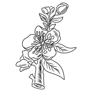 Beyaz kiraz çiçeği dalı. Vektör illüstrasyonu Sakura Çiçeği, Güzel Şeftali çiçeği izole vektörü. Japon çiçeği. Güzel bir arka plan için elementler..