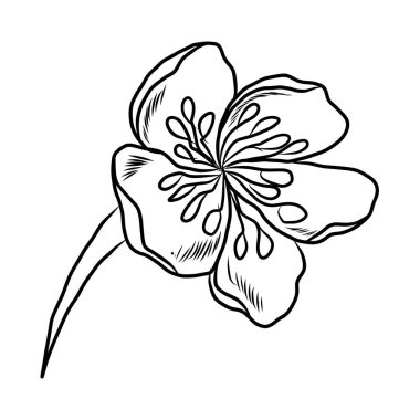 Beyaz kiraz çiçeği dalı. Vektör illüstrasyonu Sakura Çiçeği, Güzel Şeftali çiçeği izole vektörü. Japon çiçeği. Güzel bir arka plan için elementler..