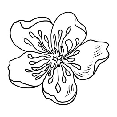 Beyaz kiraz çiçeği dalı. Vektör illüstrasyonu Sakura Çiçeği, Güzel Şeftali çiçeği izole vektörü. Japon çiçeği. Güzel bir arka plan için elementler..