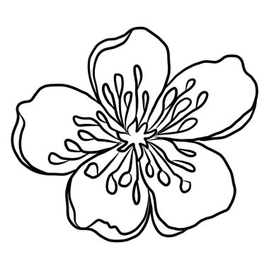 Beyaz kiraz çiçeği dalı. Vektör illüstrasyonu Sakura Çiçeği, Güzel Şeftali çiçeği izole vektörü. Japon çiçeği. Güzel bir arka plan için elementler..