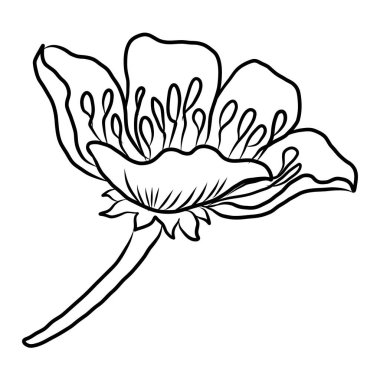 Beyaz kiraz çiçeği dalı. Vektör illüstrasyonu Sakura Çiçeği, Güzel Şeftali çiçeği izole vektörü. Japon çiçeği. Güzel bir arka plan için elementler..