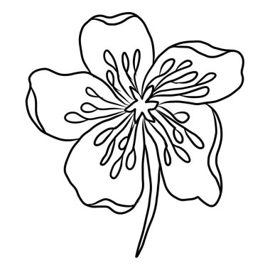 Beyaz kiraz çiçeği dalı. Vektör illüstrasyonu Sakura Çiçeği, Güzel Şeftali çiçeği izole vektörü. Japon çiçeği. Güzel bir arka plan için elementler..