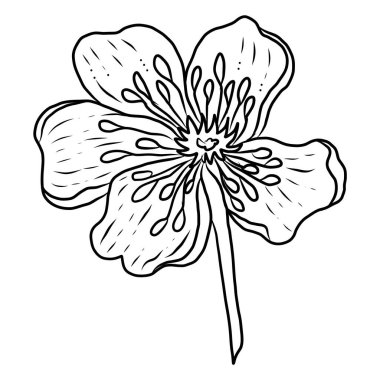 Beyaz kiraz çiçeği dalı. Vektör illüstrasyonu Sakura Çiçeği, Güzel Şeftali çiçeği izole vektörü. Japon çiçeği. Güzel bir arka plan için elementler..