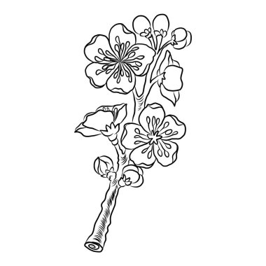 Beyaz kiraz çiçeği dalı. Vektör illüstrasyonu Sakura Çiçeği, Güzel Şeftali çiçeği izole vektörü. Japon çiçeği. Güzel bir arka plan için elementler..