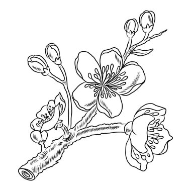 Beyaz kiraz çiçeği dalı. Vektör illüstrasyonu Sakura Çiçeği, Güzel Şeftali çiçeği izole vektörü. Japon çiçeği. Güzel bir arka plan için elementler..