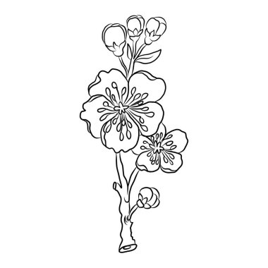 Beyaz kiraz çiçeği dalı. Vektör illüstrasyonu Sakura Çiçeği, Güzel Şeftali çiçeği izole vektörü. Japon çiçeği. Güzel bir arka plan için elementler..