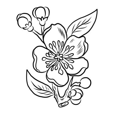 Beyaz kiraz çiçeği dalı. Vektör illüstrasyonu Sakura Çiçeği, Güzel Şeftali çiçeği izole vektörü. Japon çiçeği. Güzel bir arka plan için elementler..