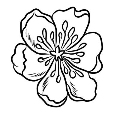 Beyaz kiraz çiçeği dalı. Vektör illüstrasyonu Sakura Çiçeği, Güzel Şeftali çiçeği izole vektörü. Japon çiçeği. Güzel bir arka plan için elementler..