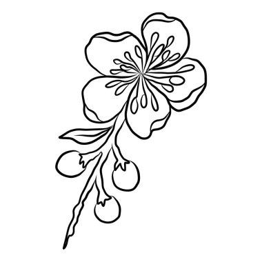 Beyaz kiraz çiçeği dalı. Vektör illüstrasyonu Sakura Çiçeği, Güzel Şeftali çiçeği izole vektörü. Japon çiçeği. Güzel bir arka plan için elementler..