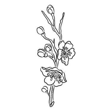 Beyaz kiraz çiçeği dalı. Vektör illüstrasyonu Sakura Çiçeği, Güzel Şeftali çiçeği izole vektörü. Japon çiçeği. Güzel bir arka plan için elementler..