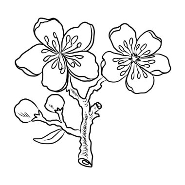 Beyaz kiraz çiçeği dalı. Vektör illüstrasyonu Sakura Çiçeği, Güzel Şeftali çiçeği izole vektörü. Japon çiçeği. Güzel bir arka plan için elementler..