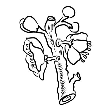 Beyaz kiraz çiçeği dalı. Vektör illüstrasyonu Sakura Çiçeği, Güzel Şeftali çiçeği izole vektörü. Japon çiçeği. Güzel bir arka plan için elementler..