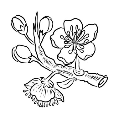 Beyaz kiraz çiçeği dalı. Vektör illüstrasyonu Sakura Çiçeği, Güzel Şeftali çiçeği izole vektörü. Japon çiçeği. Güzel bir arka plan için elementler..