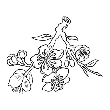 Beyaz kiraz çiçeği dalı. Vektör illüstrasyonu Sakura Çiçeği, Güzel Şeftali çiçeği izole vektörü. Japon çiçeği. Güzel bir arka plan için elementler..