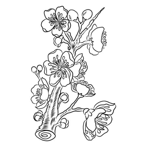 Beyaz kiraz çiçeği dalı. Vektör illüstrasyonu Sakura Çiçeği, Güzel Şeftali çiçeği izole vektörü. Japon çiçeği. Güzel bir arka plan için elementler..