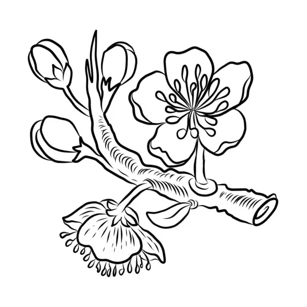 Beyaz kiraz çiçeği dalı. Vektör illüstrasyonu Sakura Çiçeği, Güzel Şeftali çiçeği izole vektörü. Japon çiçeği. Güzel bir arka plan için elementler..