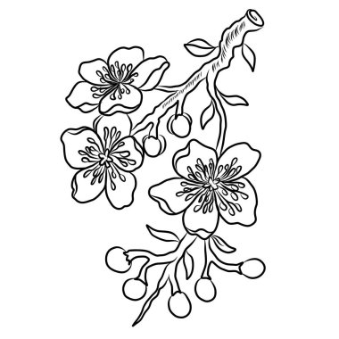 Şeftali çiçeği ve kiraz çiçeği seti. Sakura vektör seti. İzole ve altın çiçek. Serbest el Sakura çiçek vektörü seti..