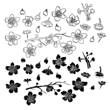 Şeftali çiçeği ve kiraz çiçeği seti. Sakura vektör seti. İzole ve altın çiçek. Serbest el Sakura çiçek vektörü seti..