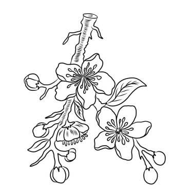 Şeftali çiçeği ve kiraz çiçeği seti. Sakura vektör seti. İzole ve altın çiçek. Serbest el Sakura çiçek vektörü seti..